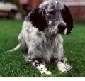 Setter Anglais ISTINA DU CHAMP BOCQUILLON Setter Anglais ISTINA DU CHAMP BOCQUILLON